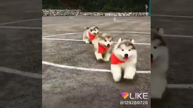 Милые собачки очень милые.