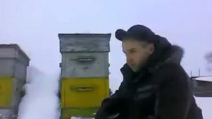 Зимовка пчел в Сибири