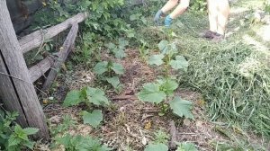 Трипс на огурцах. Огурцы в открытом грунте. 1 месяц от всходов. Мульчирую травой