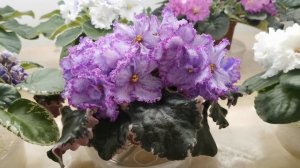 ВЫСТАВКА ФИАЛОК,16.06.20.Самарский Дом фиалки,ул.Победы,121 А.