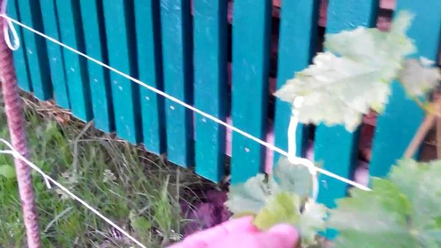 Виноград НОВЫЙ ПОДАРОК ЗАПОРОЖЬЮ поэтапное развитие куста. 12.07.2014 смотреть онлайн