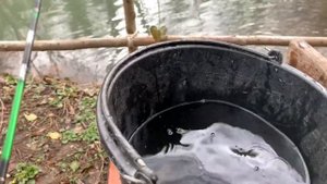 На сколько выросла форель ? взвешивание!