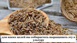 Бабушка научила как правильно выбрать семена укропа, на что стоит обратить внимание.