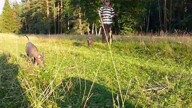 P1110879 Щенки ксолоитцкуинтли стандарт