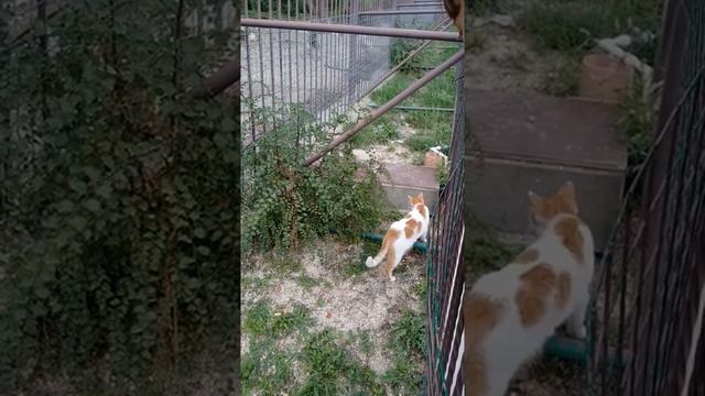 Геленджик зоопарк смотреть онлайн