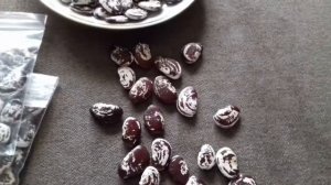 Фасоль Лима (Луна)