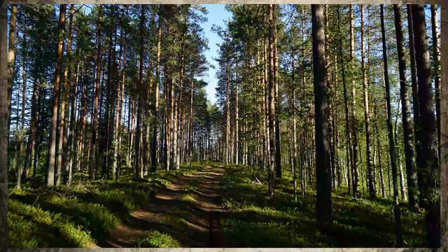 3 Теллермановская роща