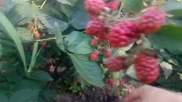 Красавица Ежевика/Какой сорт созревает в конце июля-начале августа...а какой сорт “отходит”? смотреть онлайн