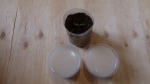 Чем подкармливать рассаду / Органические удобрения / Как сделать удобрения своими руками