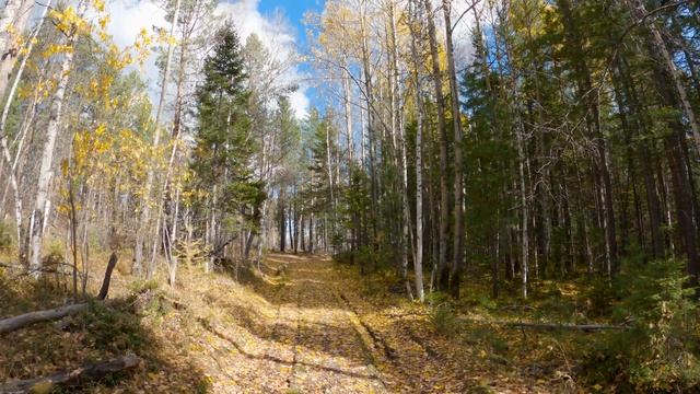 Экскурсия с АДРЕНАЛИНОМ по осенней тайге Олхинских скальников | В поисках скальника Каймурастуйског смотреть онлайн