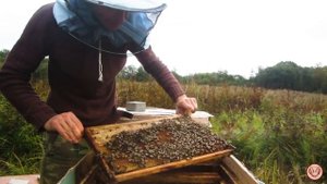 Пчелу с улья стряхнул с маткой в другой улей.  Осиротевшие пчёлы сами вывели себе новую матку