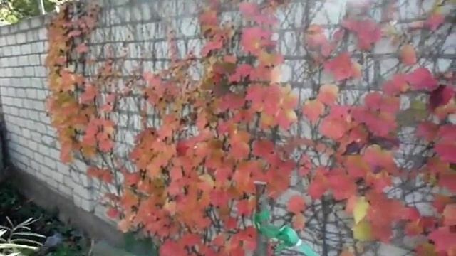 Лучшее растение для маскировки фасада и забора, не требующее опоры смотреть онлайн