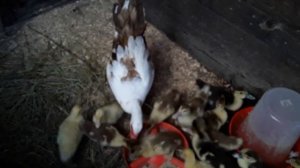 Примет ли Утка Утят ? Что-то пошло Не Так / Индоутка