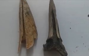 Зубы древних акул неуспевшие окаменеть.