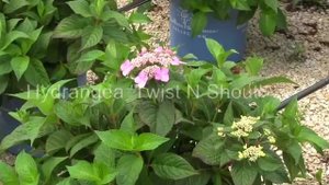 Hydrangea Twist N Shout Endless Summer