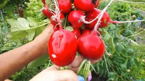 Совмещеные посадки. Чем они хороши?