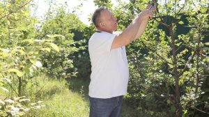 Монилиальный ожог - СТРАШНЫЙ СОН любого садовода. Как его побороть?