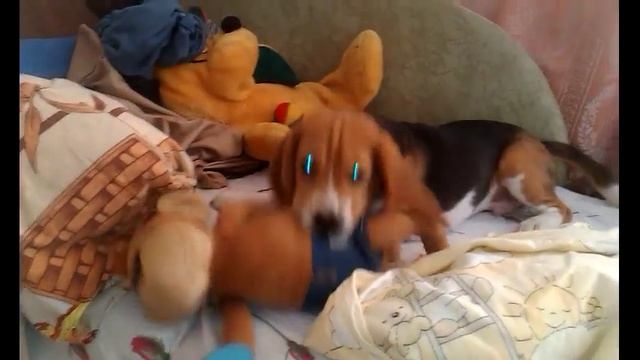 Любимая обезьянка, щенка бигля(4 месяца) || My favorite monkey, beagle puppy (4 months) смотреть онлайн
