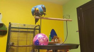 Попугай ара и противостояние с мячом