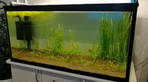 Новый аквариум 200л на третий день после запуска.