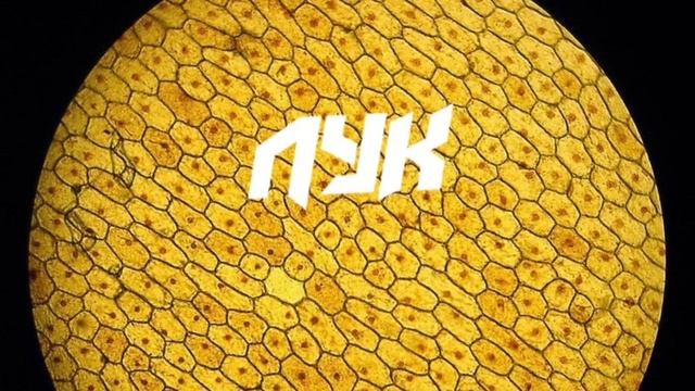 Ананас под микроскопом иглы Лук Под Микроскопом - смотреть видео онлайн от "Грибы: ритуалы восстановления си