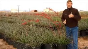 Hesperaloe parviflora ~Red Yucca in 15 GAL