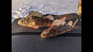 Окунь на мормышку и балансир от Lucky John