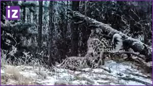 Очаровательные котята снежных барсов попали в объектив фотоловушки / Известия