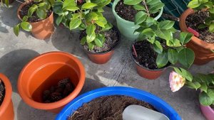 Пересадка камелий. Грунт. 31.03.2022 г.