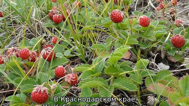 Когда созревает клубника