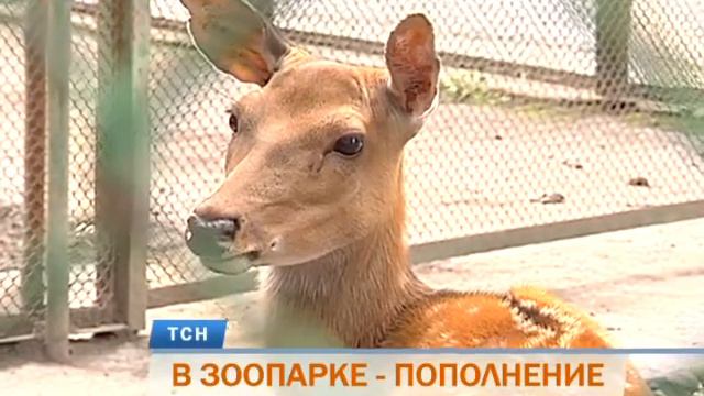 В Пермском зоопарке – тройное пополнение смотреть онлайн