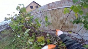 Обрезка ежевики под зиму, как это правильно сделать.