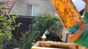 Как достать мёд с рамок?/Откачка мёда 2022