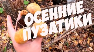 ДУМАЛИ ЧТО ГРИБНОЙ СЕЗОН ЗАКОНЧИЛСЯ НО... ПОШЛИ В ЛЕС И НАШЛИ ПУЗАТИКОВ! ТИХАЯ ОХОТА. БЕЛЫЕ ГРИБЫ.