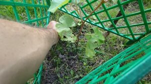 Росток Винограда...Борьба за жизнь!!!