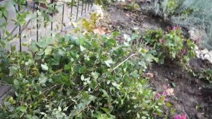 Клематисы-как укрывать и сохранять зимой.