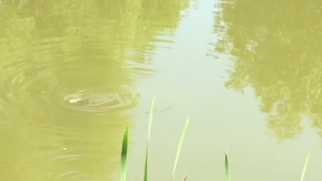 Рыбалочка!???? смотреть онлайн