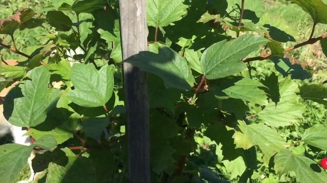 БОЛЬШЕ ТАКИХ ВИДЕО НЕ БУДЕТ // СУШИМ ЛУК // ДАЧНЫЙ ВЛОГ смотреть онлайн