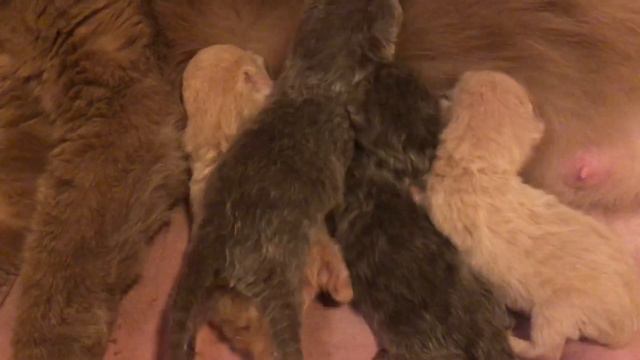 Новорождённые Британские котята.