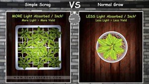 Scrog Grow vs Normal Grow (Animation)