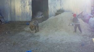 щенок кавказской овчарки и ребенок