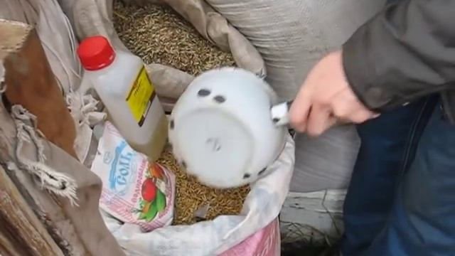 Кормление кроликов зерносмесью (видео)