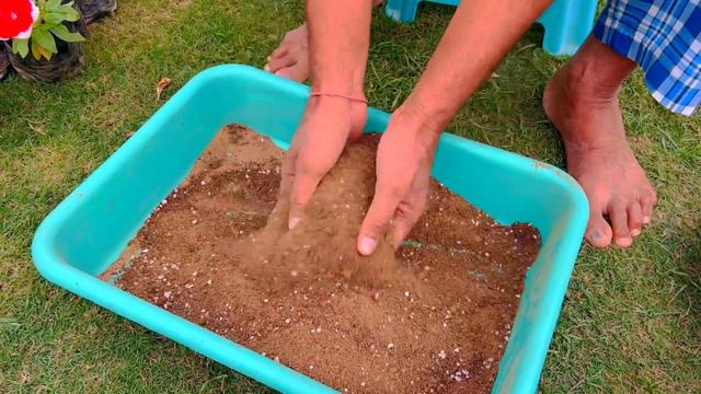 How to plant petunia flowers, complete information / पेटुनिया फूल कैसे लगाएं, पूरी जानकारी ! смотреть онлайн