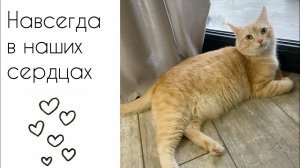 Котика Круассанчика больше нет