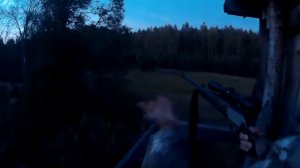 Охота на лося на реву. Добыча шильника. Сентябрь 2016г. Первый лось.