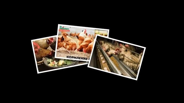 Чем нельзя кормить куриц! Что я категорически не даю курам несушкам