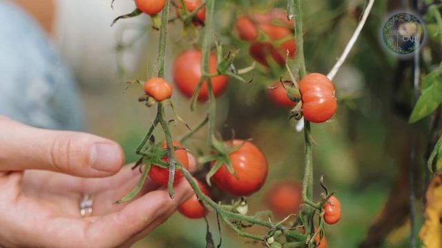 Внесите 1 раз и Почва и Теплица Снова как Новая! Искореняющая обработка теплицы Осенью! смотреть онлайн