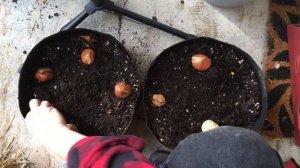 Let’s plant some bulb containers!