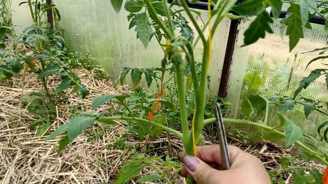 Удаление пасынков и формирование томатов в 1-2- 3 ствола #огород #пасынкование #помидоры #томаты