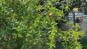 Ташкент🇺🇿ЦЕНТР ПЛОВА/ 😱ОГРОМНЫЙ КАЗАН Настоящего Узбекского плова🤤